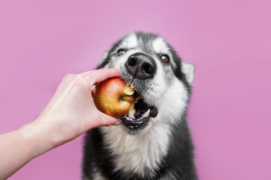 Ein Hund beißt in einen frischen Apfel, eine gesunde Ergänzung oder Alternative zu Hundefutter sensitiv, ideal für empfindliche Mägen.