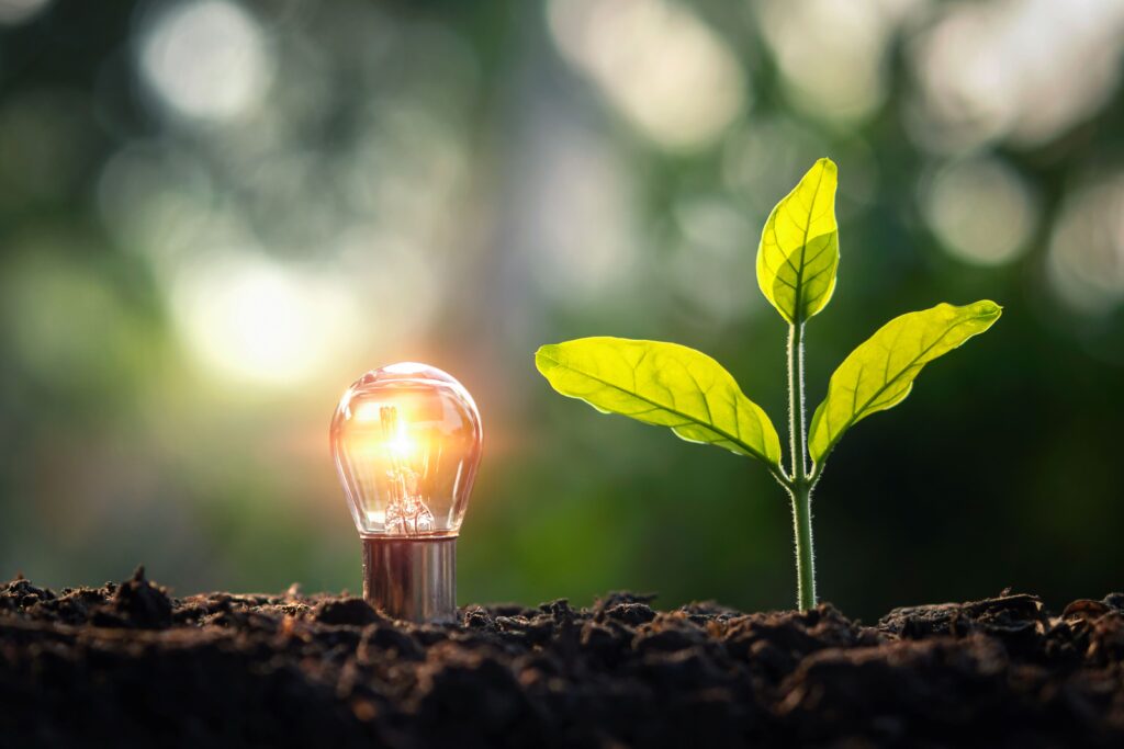 Lichtbulb mit kleinem Baum auf Erde in der Natur und Sonnenschein. Konzept des Sparens.